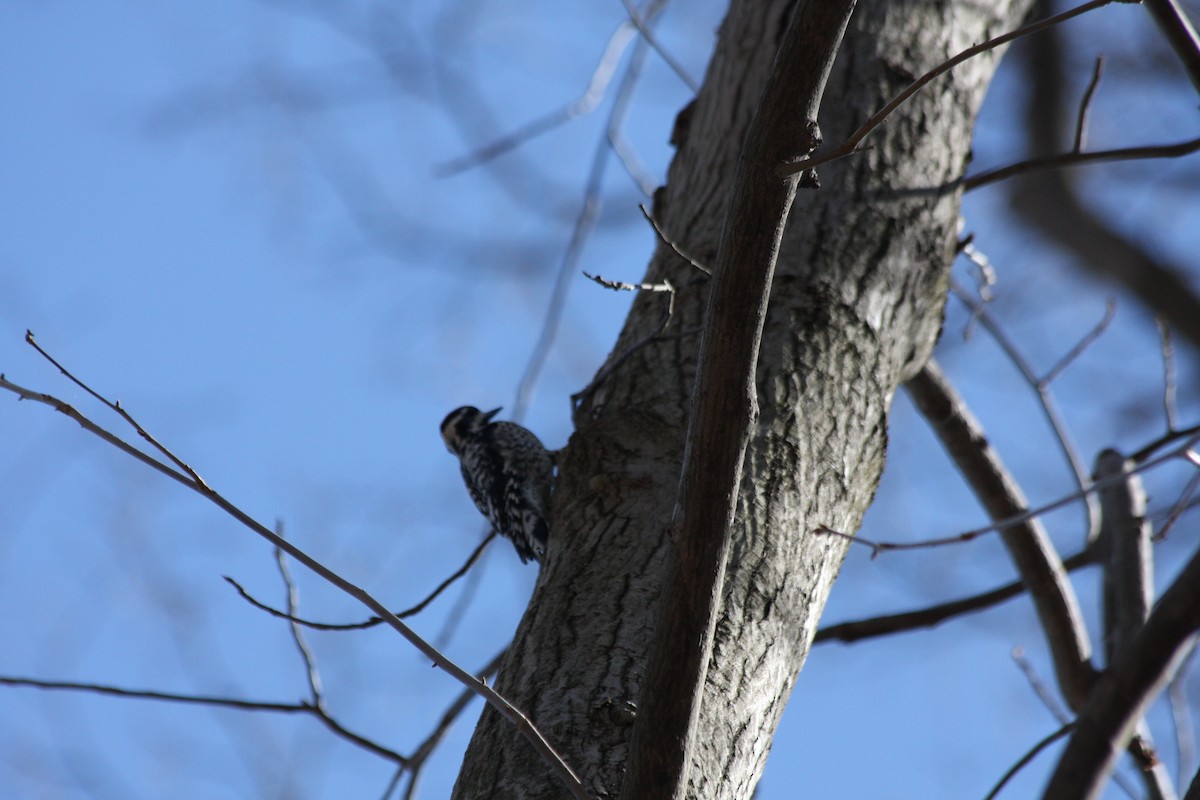 Yellow-bellied Sapsucker - Patrick Harmon