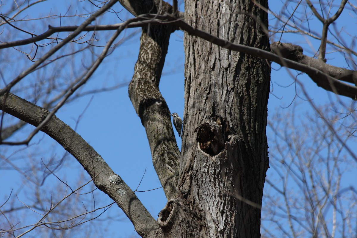 Yellow-bellied Sapsucker - ML427437031