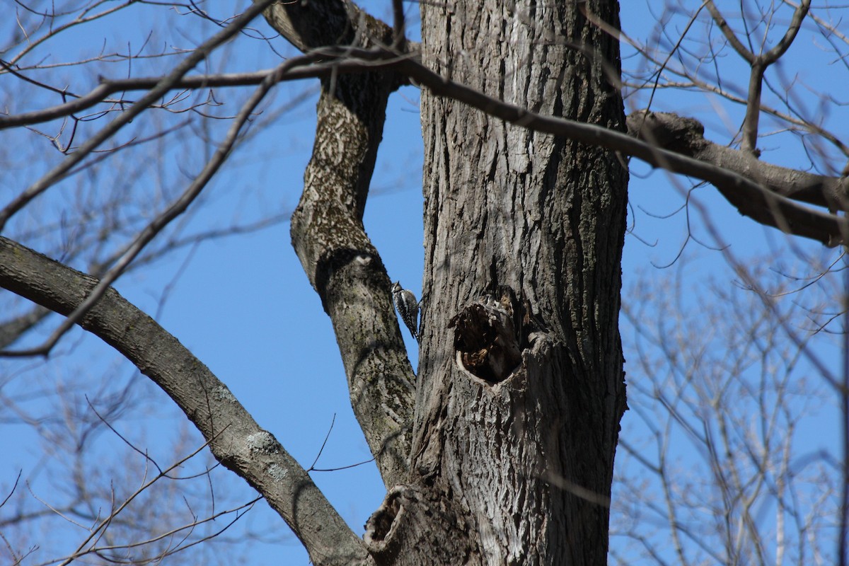 Yellow-bellied Sapsucker - ML427437061