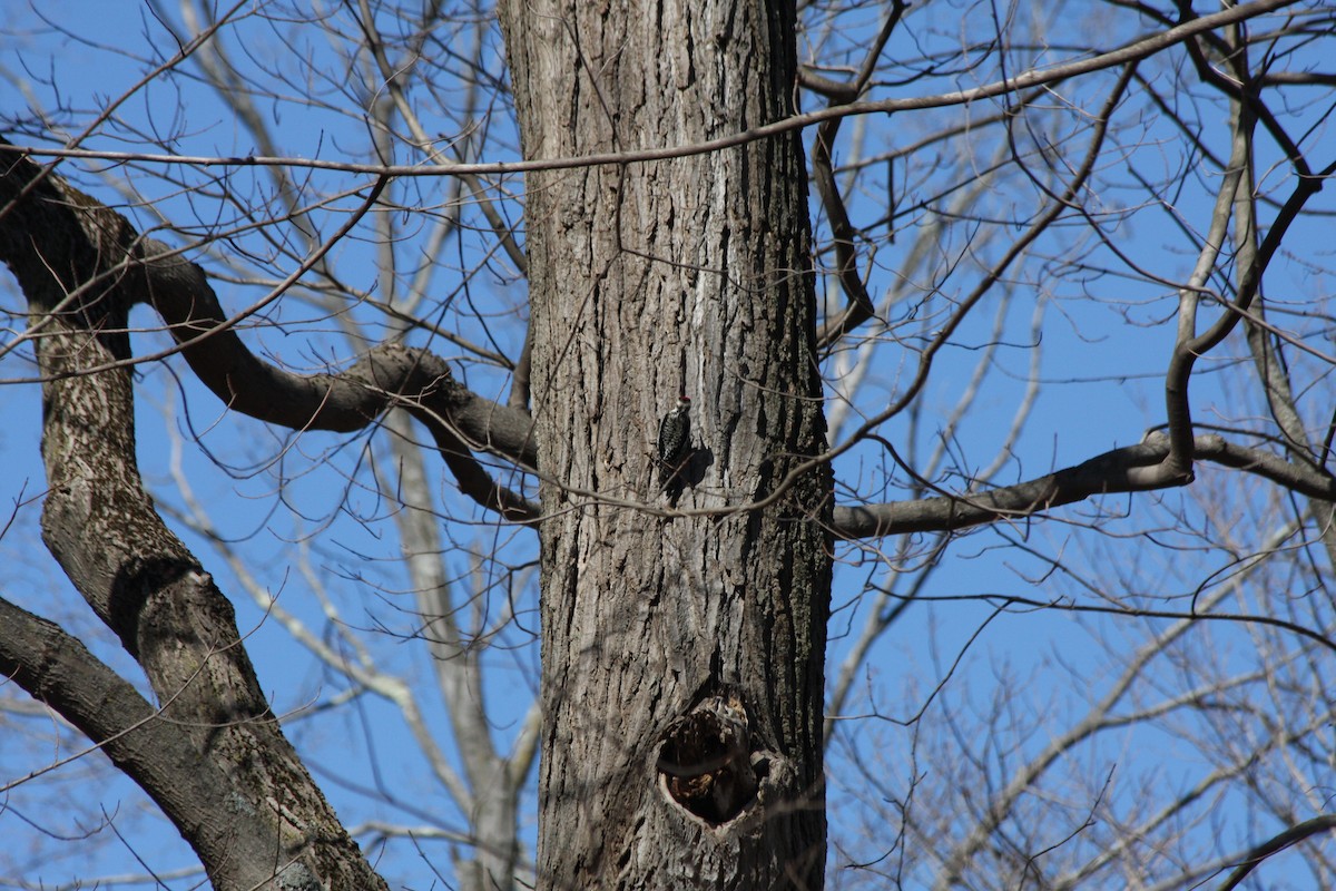 Yellow-bellied Sapsucker - ML427437131