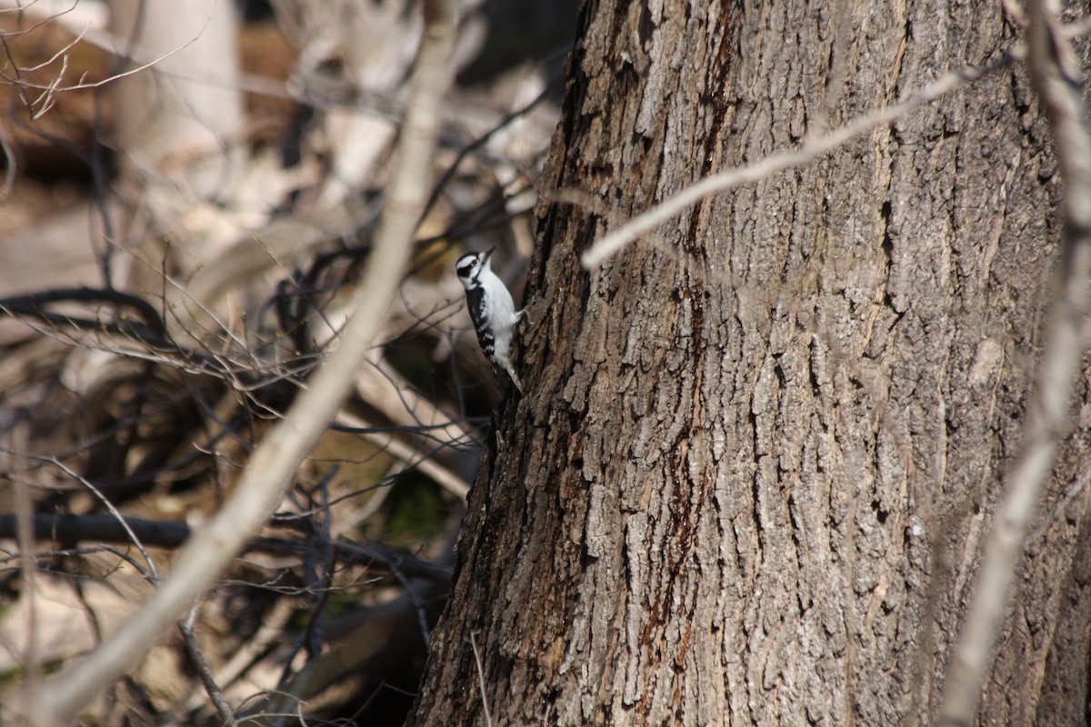 Downy Woodpecker - ML427437281