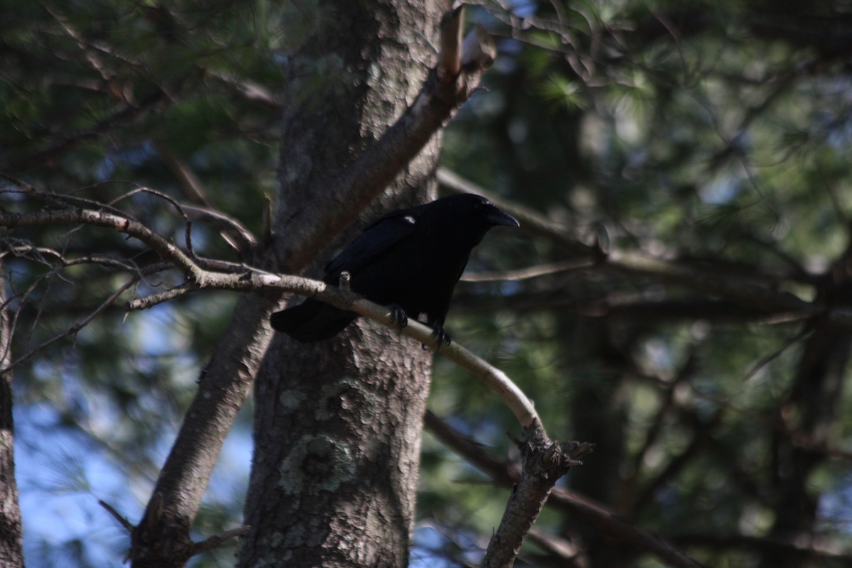 American Crow - ML427437411