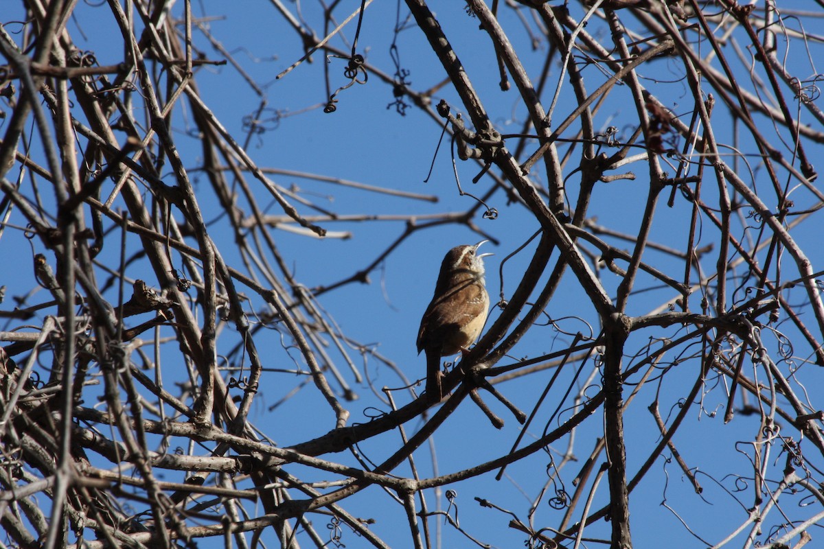 Carolina Wren - ML427437501