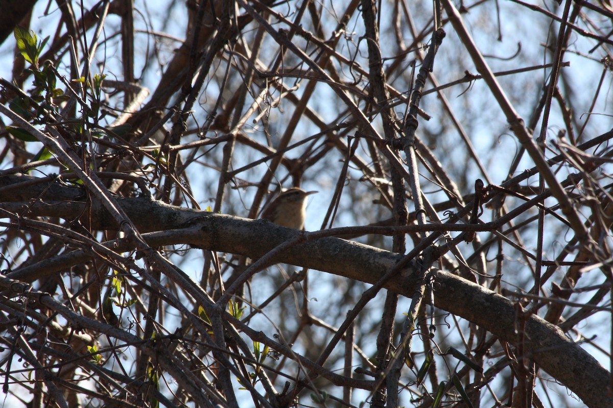 Carolina Wren - ML427437521