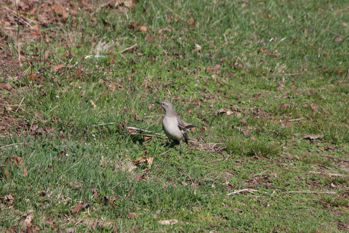 Northern Mockingbird - ML427437621