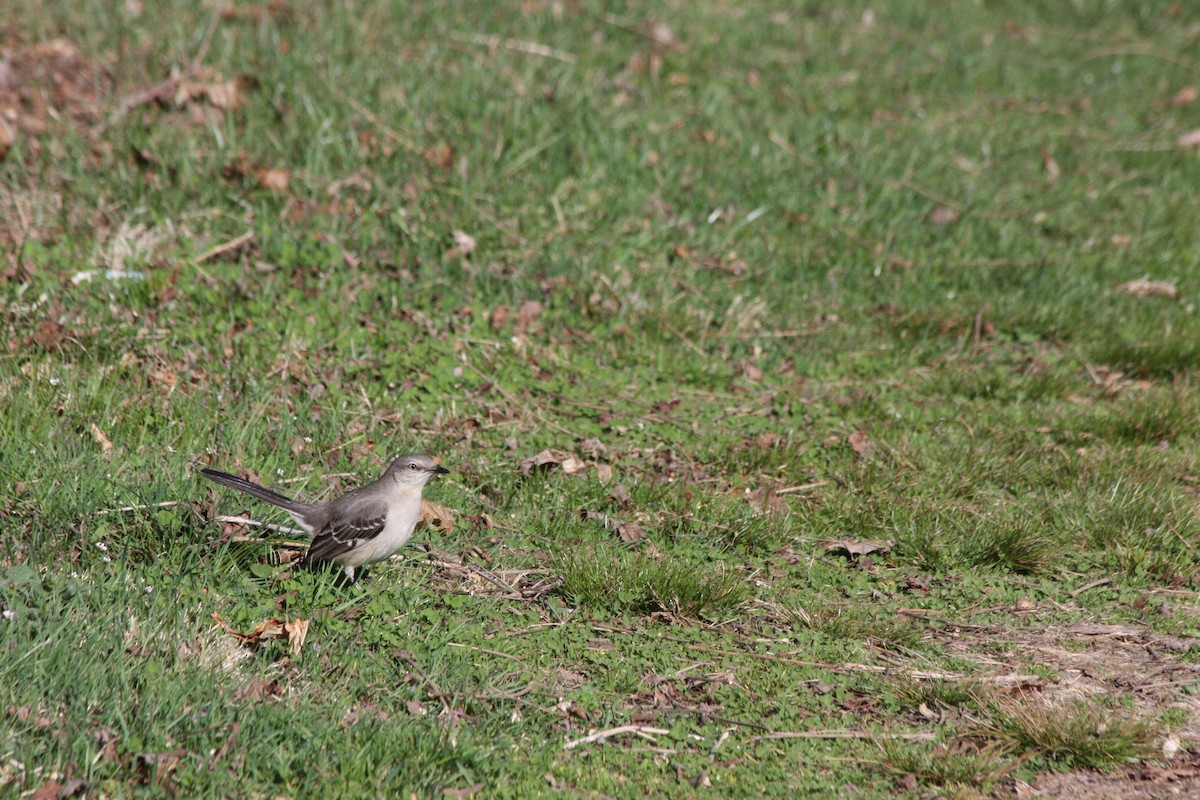 Northern Mockingbird - ML427437631