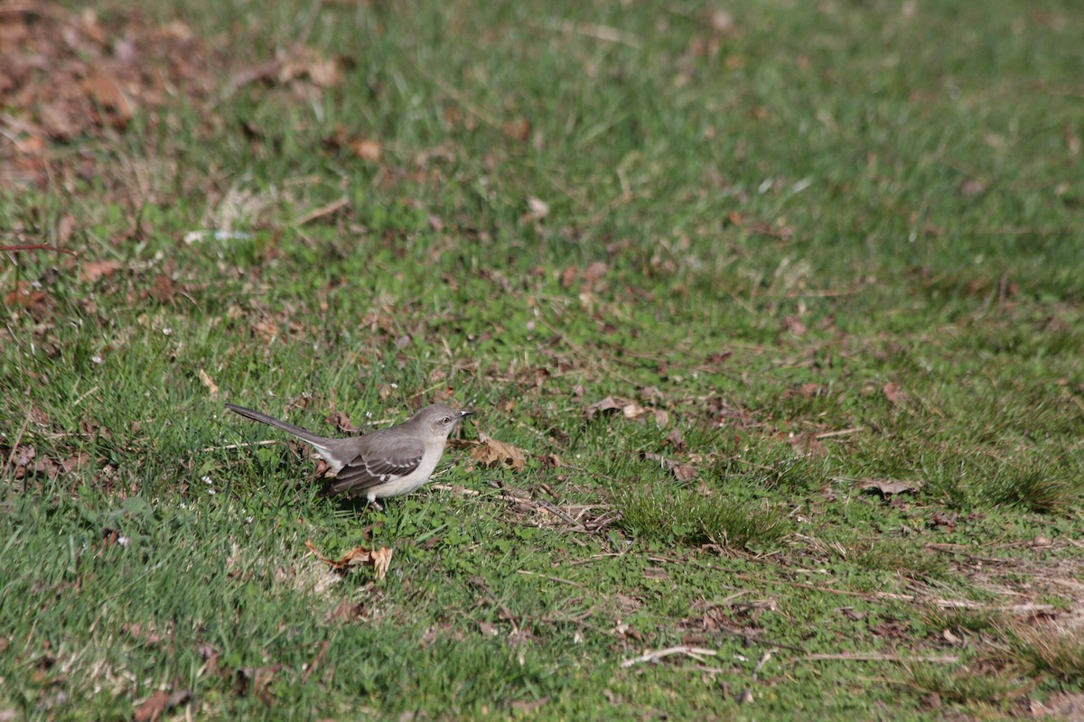 Northern Mockingbird - ML427437691