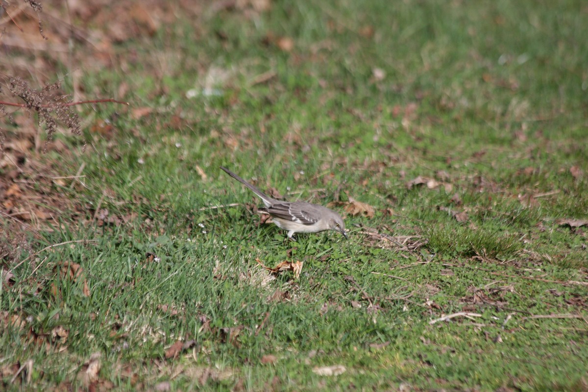 Northern Mockingbird - ML427437711