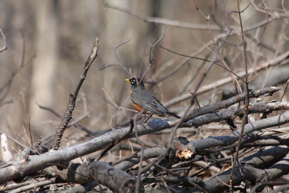 American Robin - ML427437871