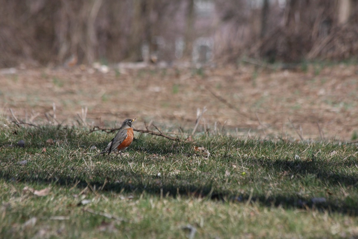 American Robin - ML427437891