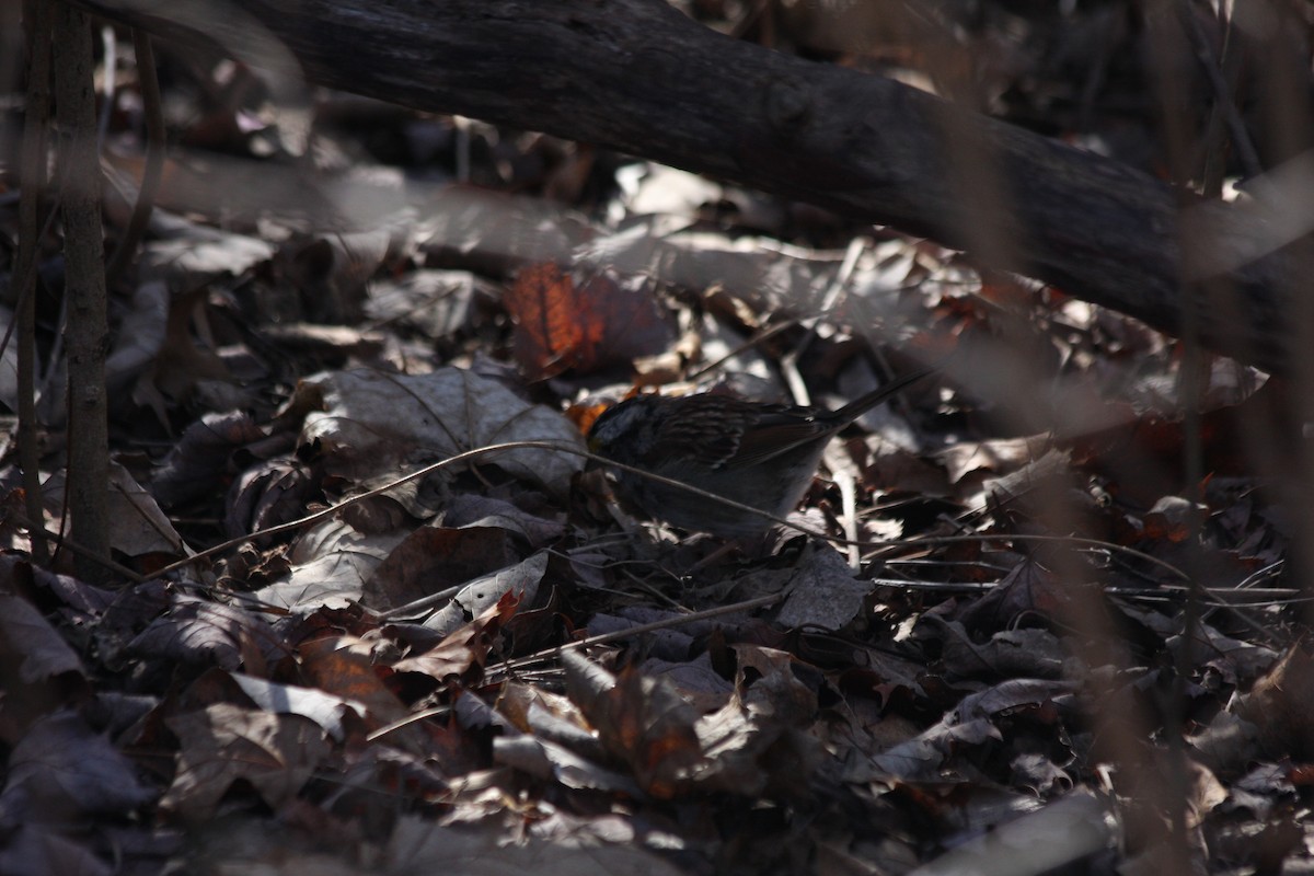 White-throated Sparrow - ML427438041