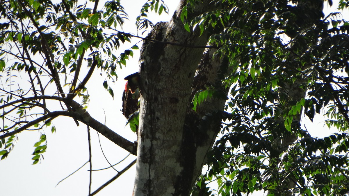 Collared Aracari - ML427438541