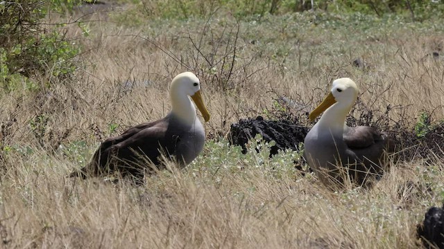 albatros galapážský - ML427440001