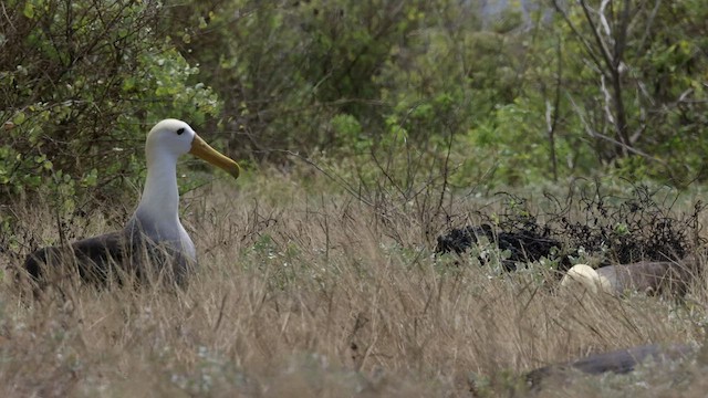 albatros galapážský - ML427440081