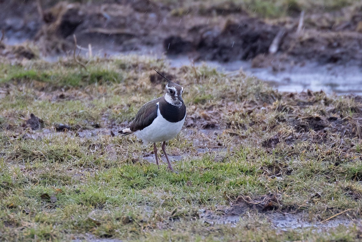 Northern Lapwing - ML427440151