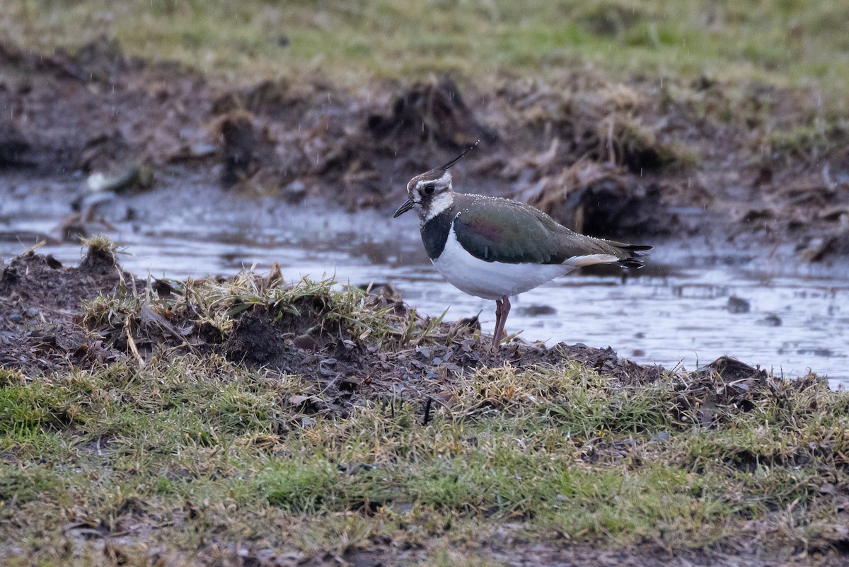 Northern Lapwing - ML427440171