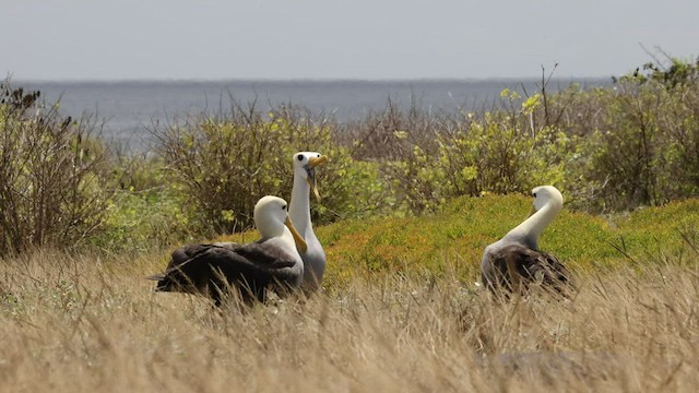 Waved Albatross - ML427440221