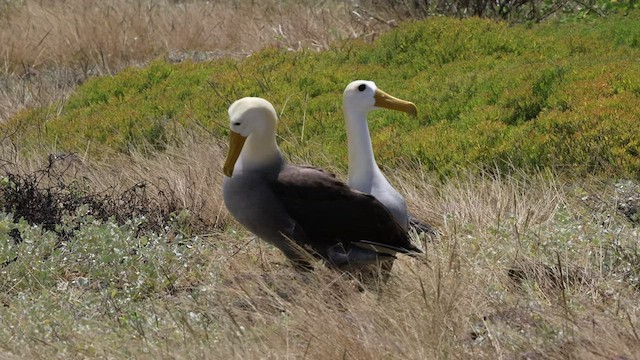 albatros galapážský - ML427440241