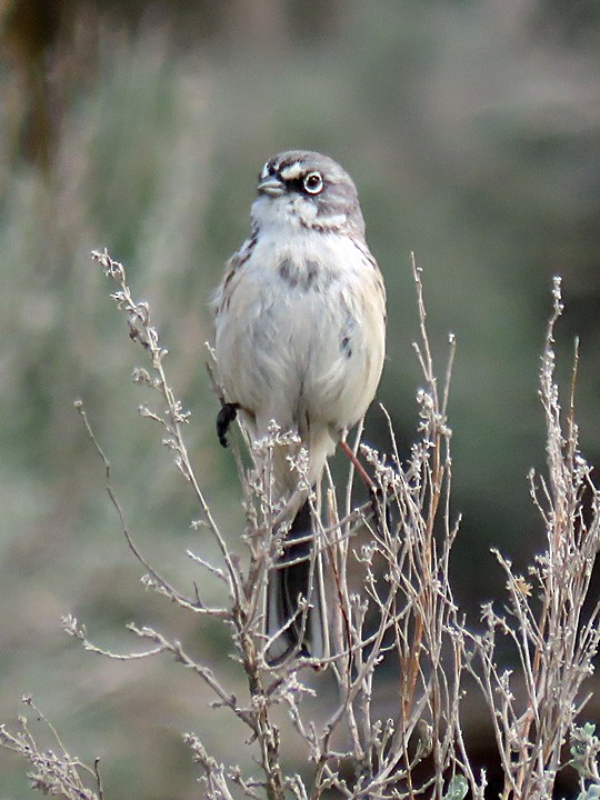 Sagebrush Sparrow - Denny Granstrand