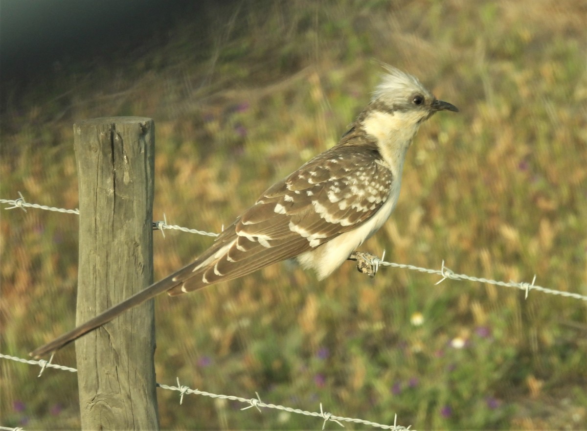 Great Spotted Cuckoo - ML427441391