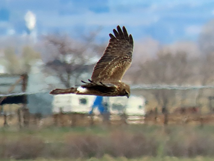 Northern Harrier - Denny Granstrand