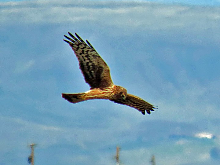 Northern Harrier - Denny Granstrand