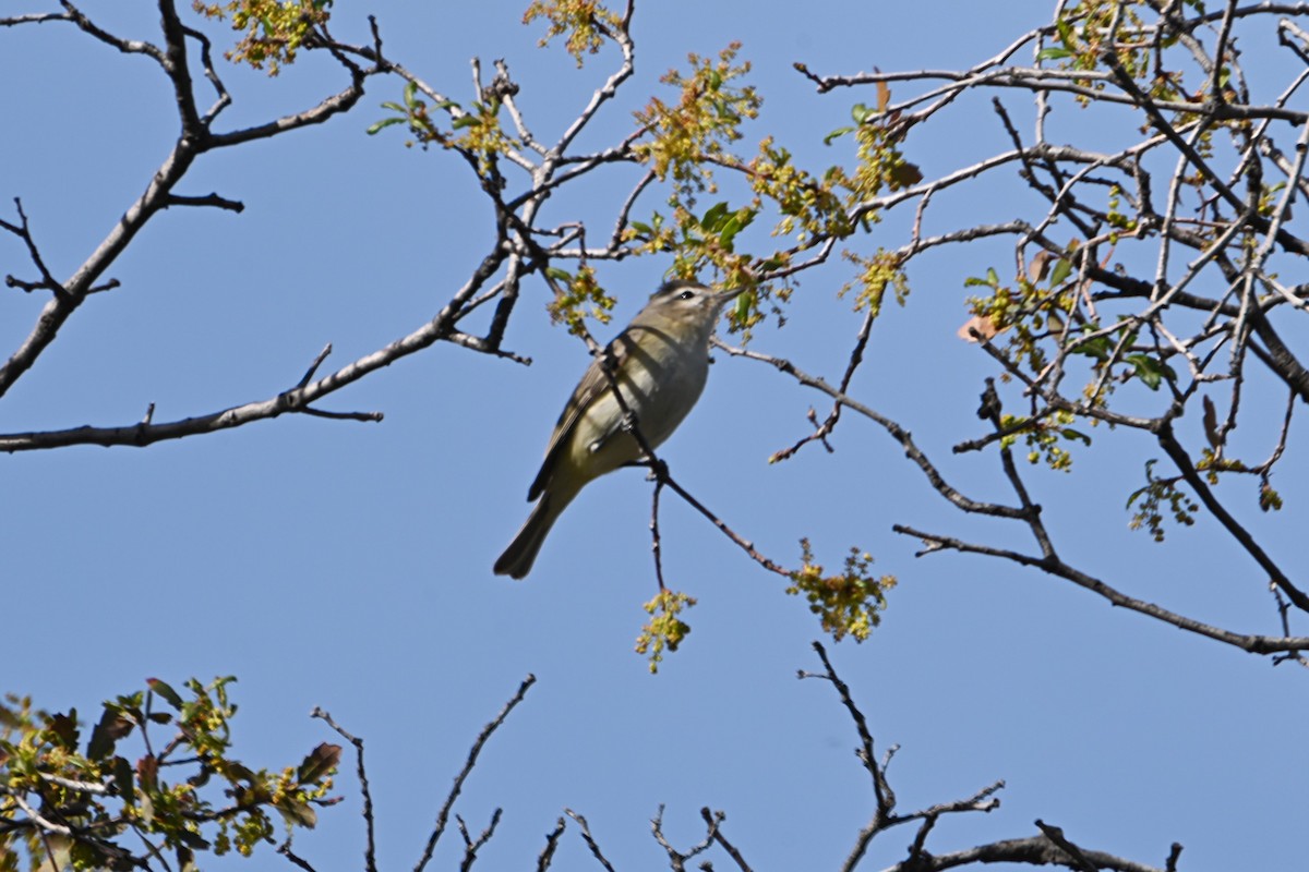 Warbling Vireo - ML427444231