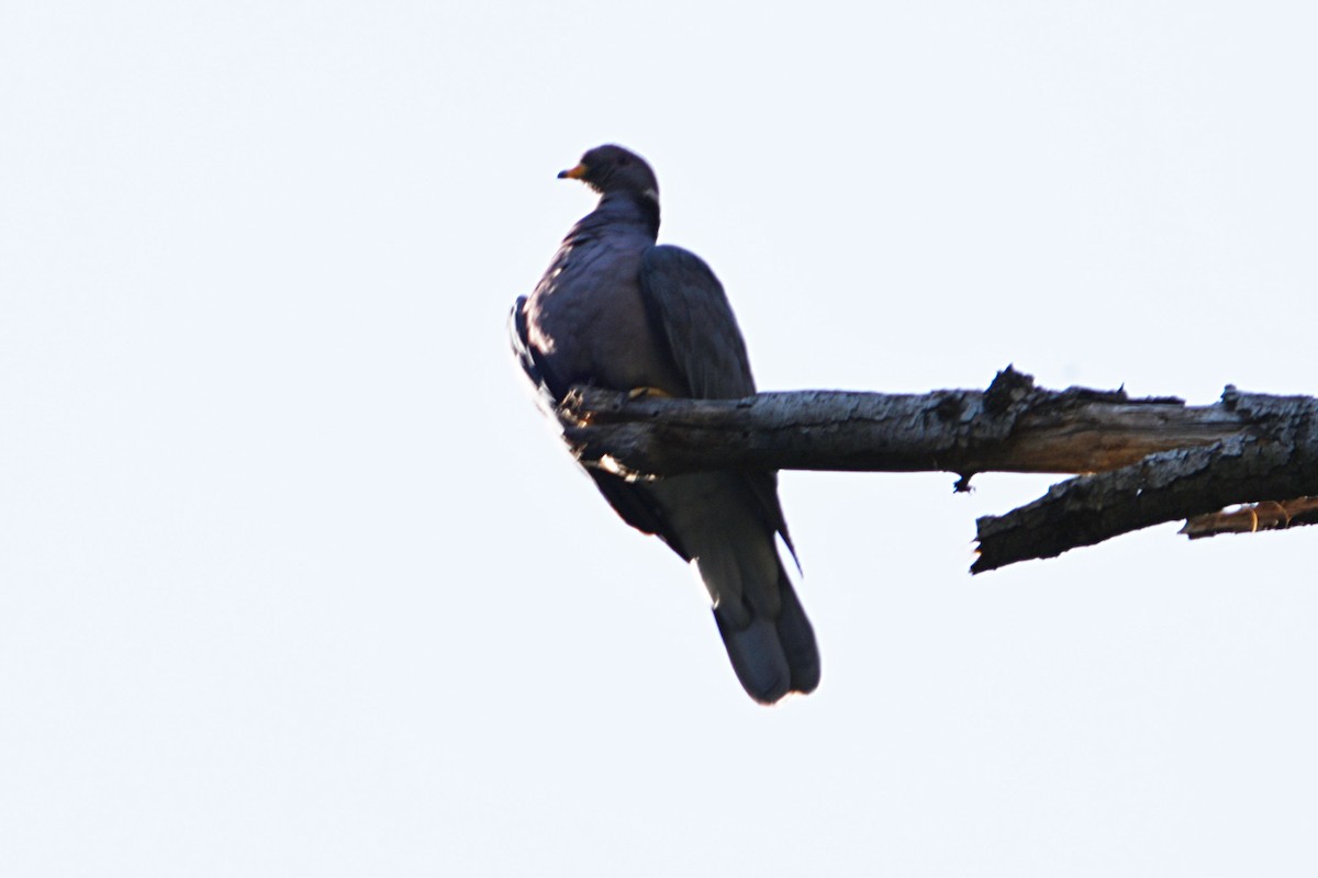 Band-tailed Pigeon - ML427445001