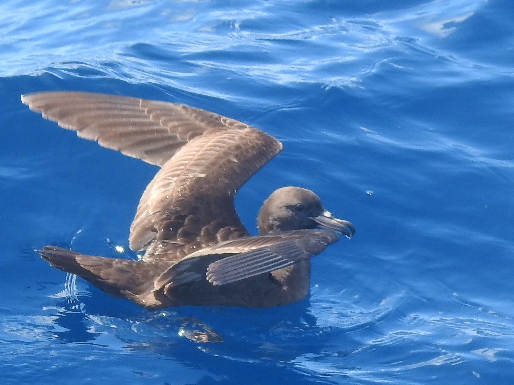 Flesh-footed Shearwater - ML427445261