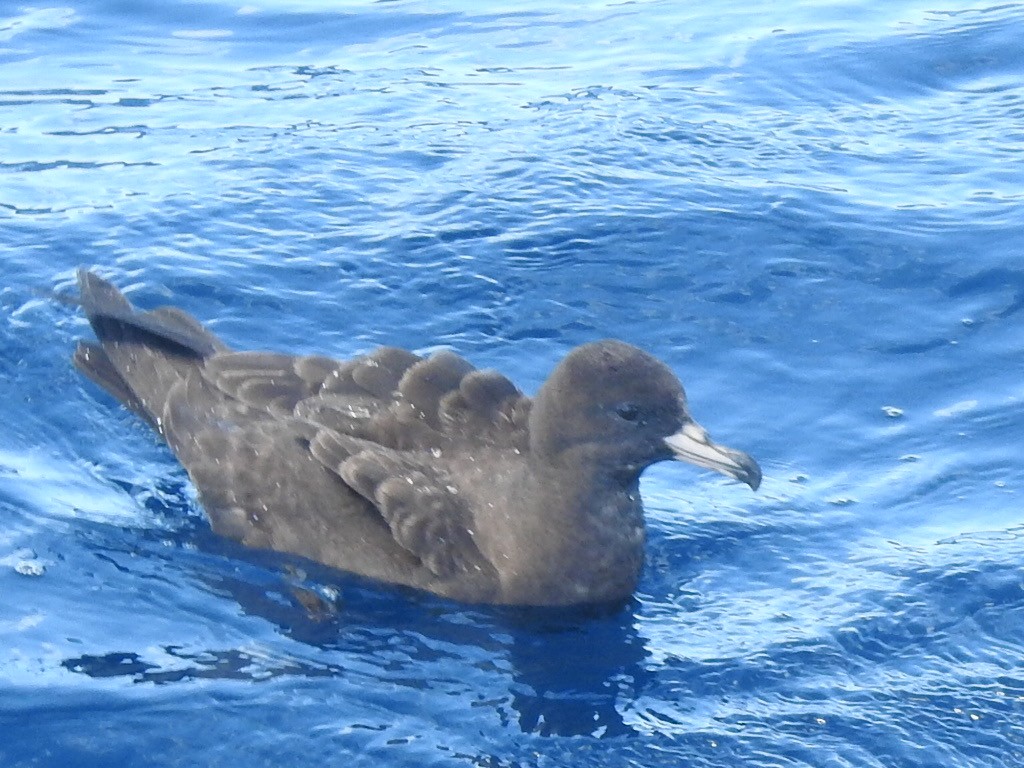 Flesh-footed Shearwater - ML427445271