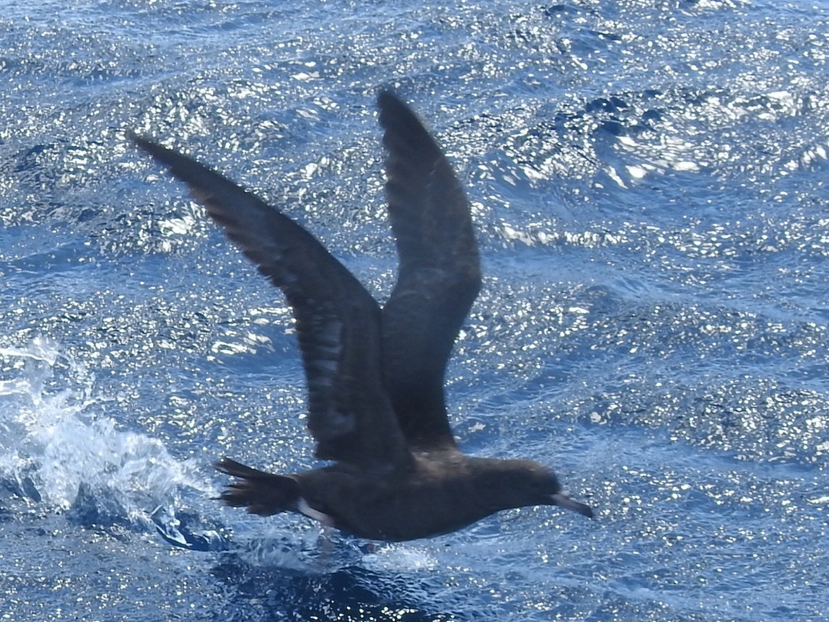 Flesh-footed Shearwater - ML427445291