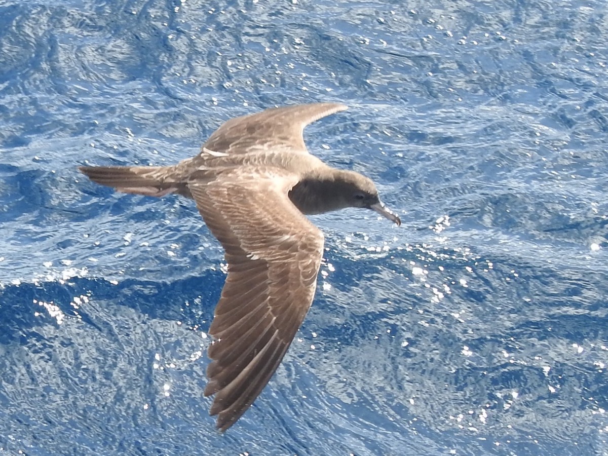 Flesh-footed Shearwater - ML427445301