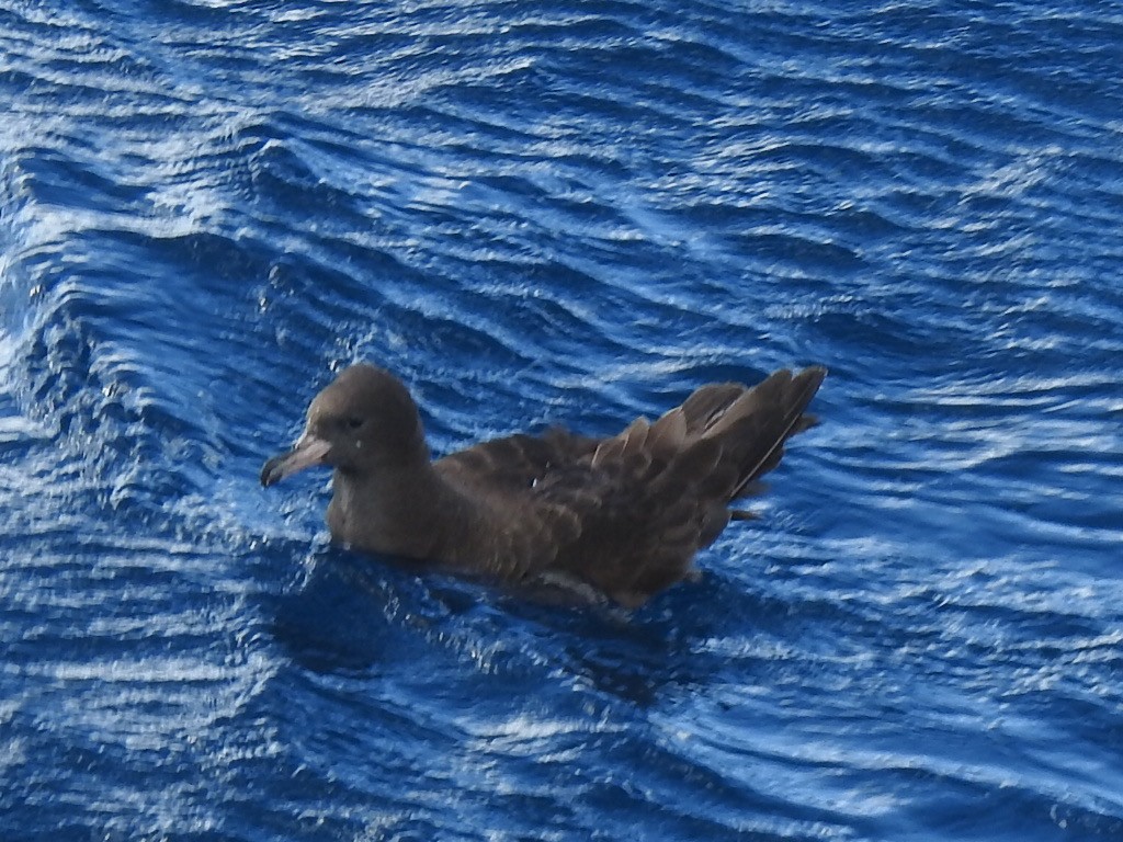 Flesh-footed Shearwater - Scott Fox