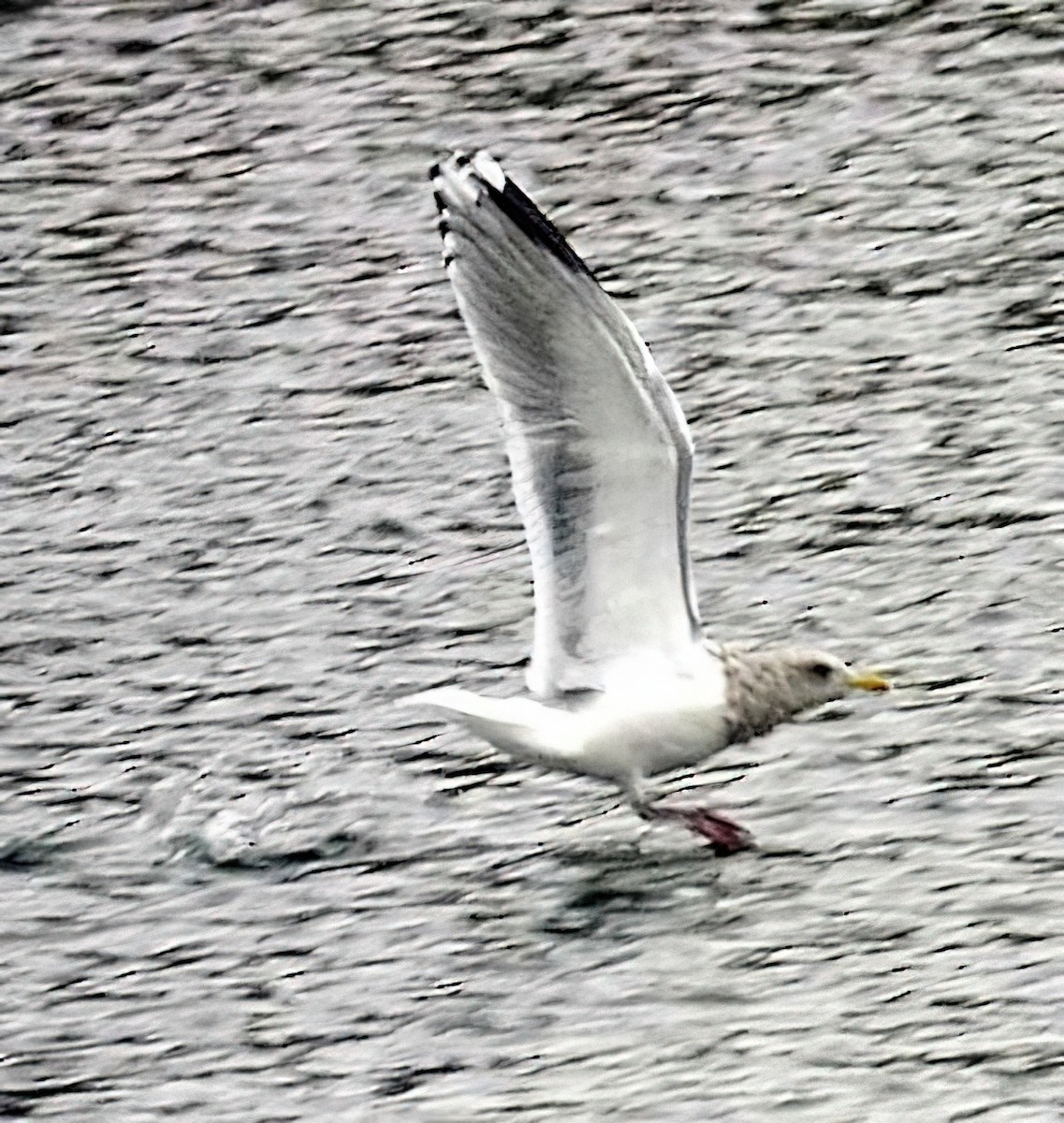 Iceland Gull (Thayer's) - Dan Tallman