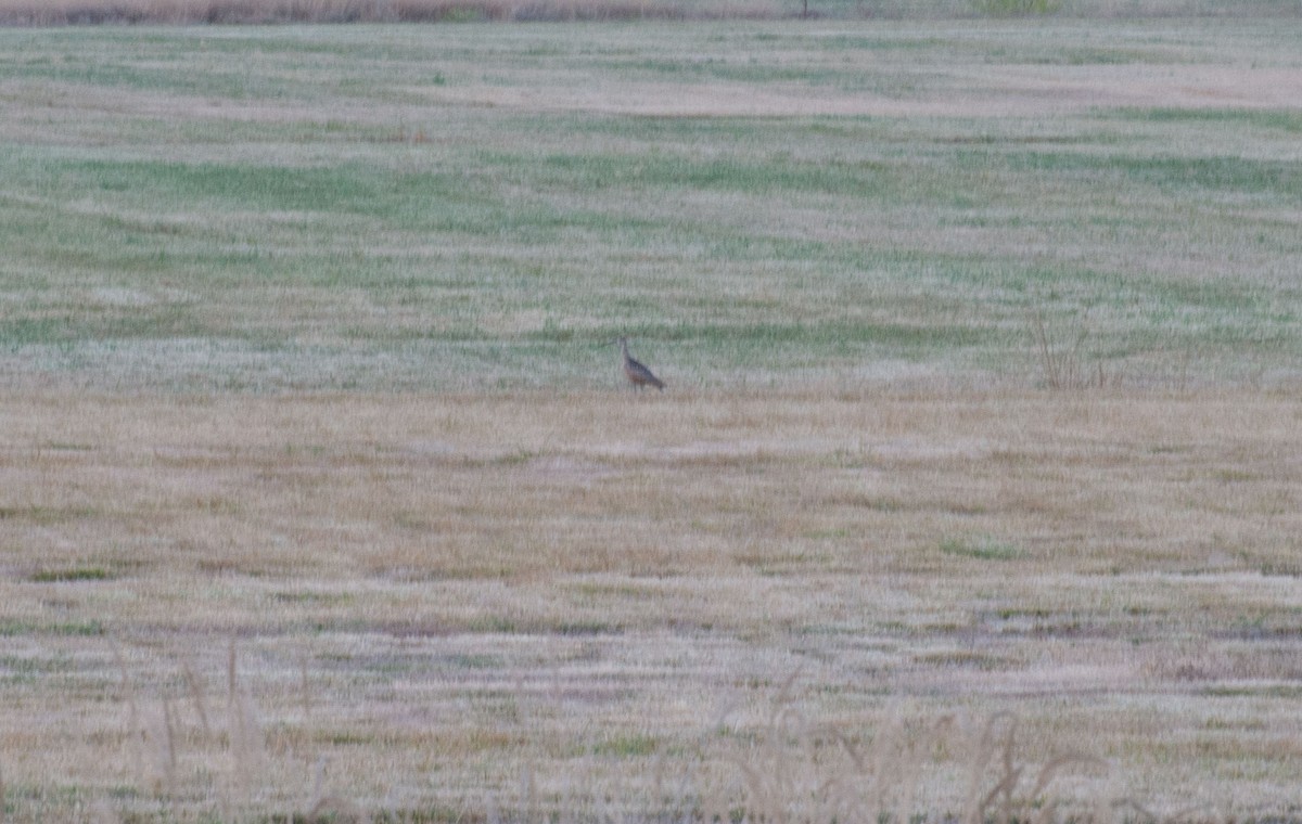 Long-billed Curlew - ML427445851