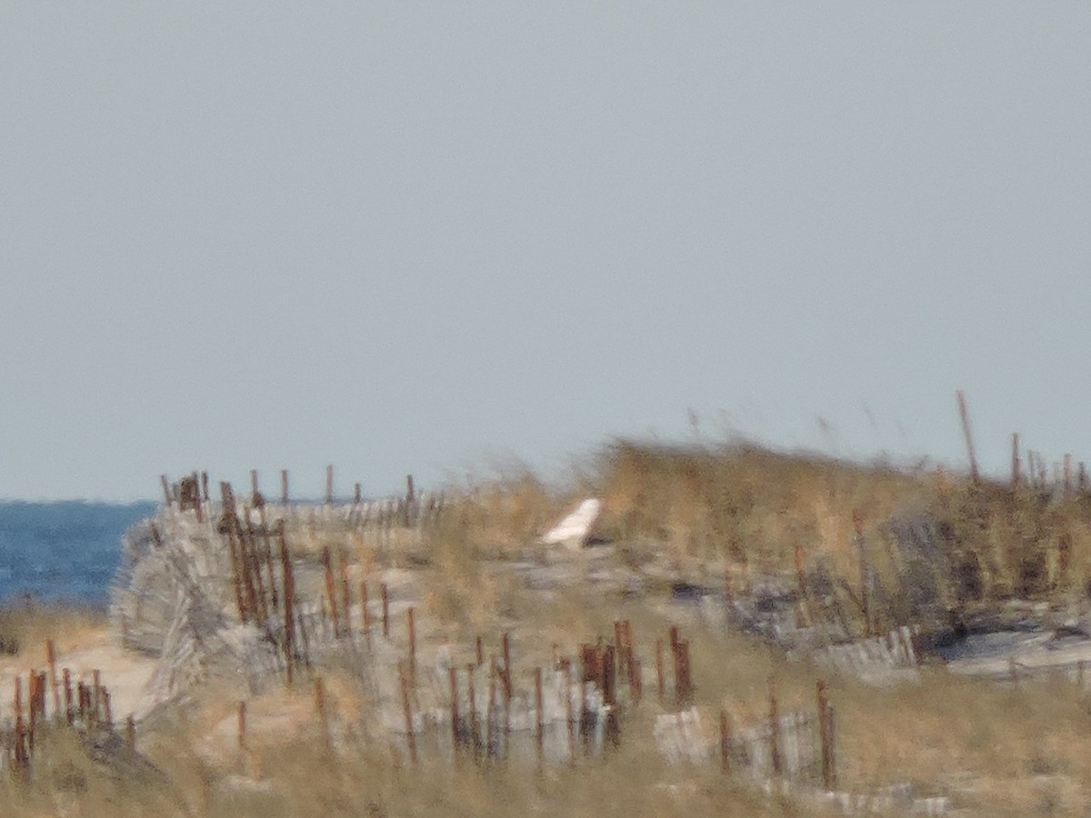 Snowy Owl - ML427446011