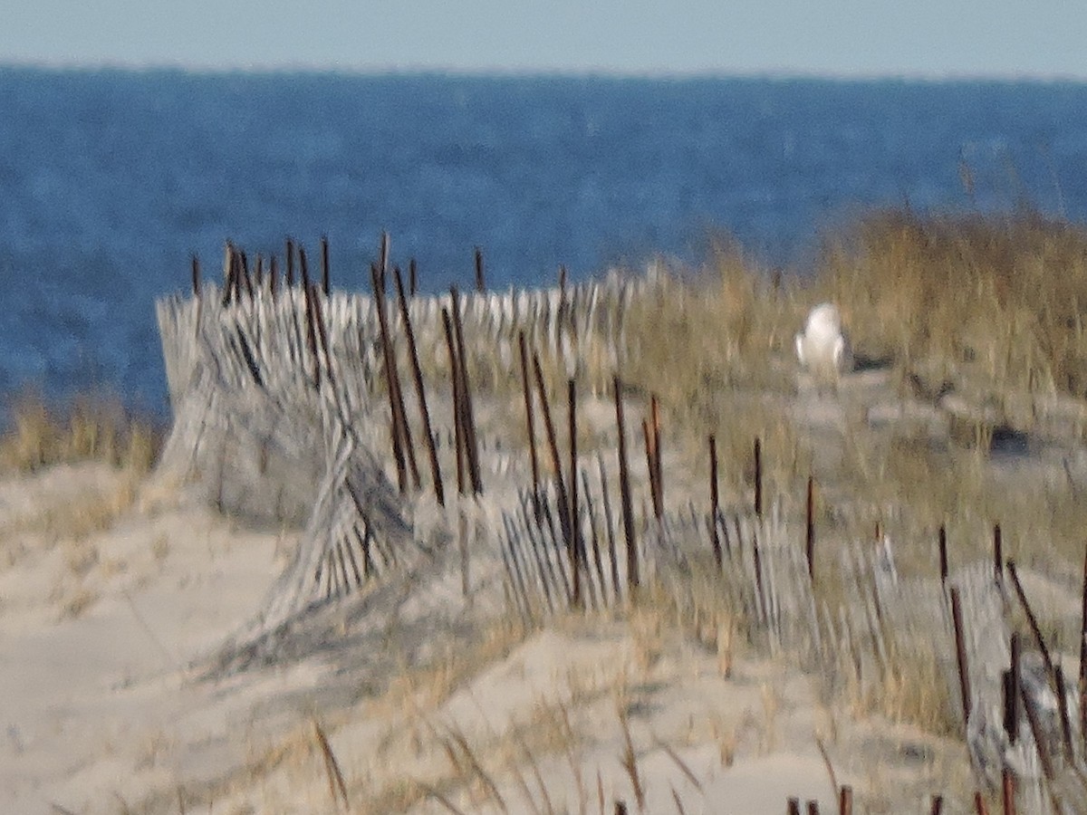 Snowy Owl - ML427446021