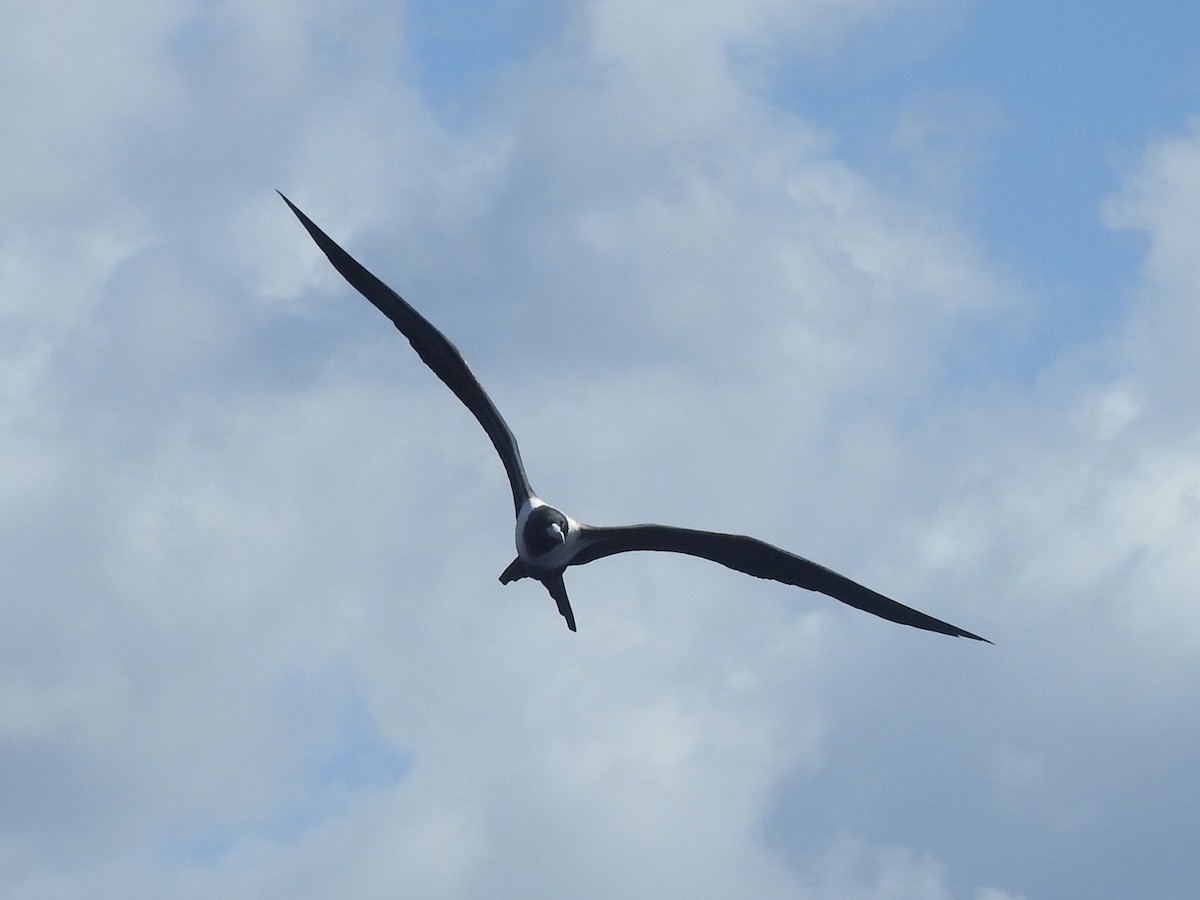 Lesser Frigatebird - ML427446521