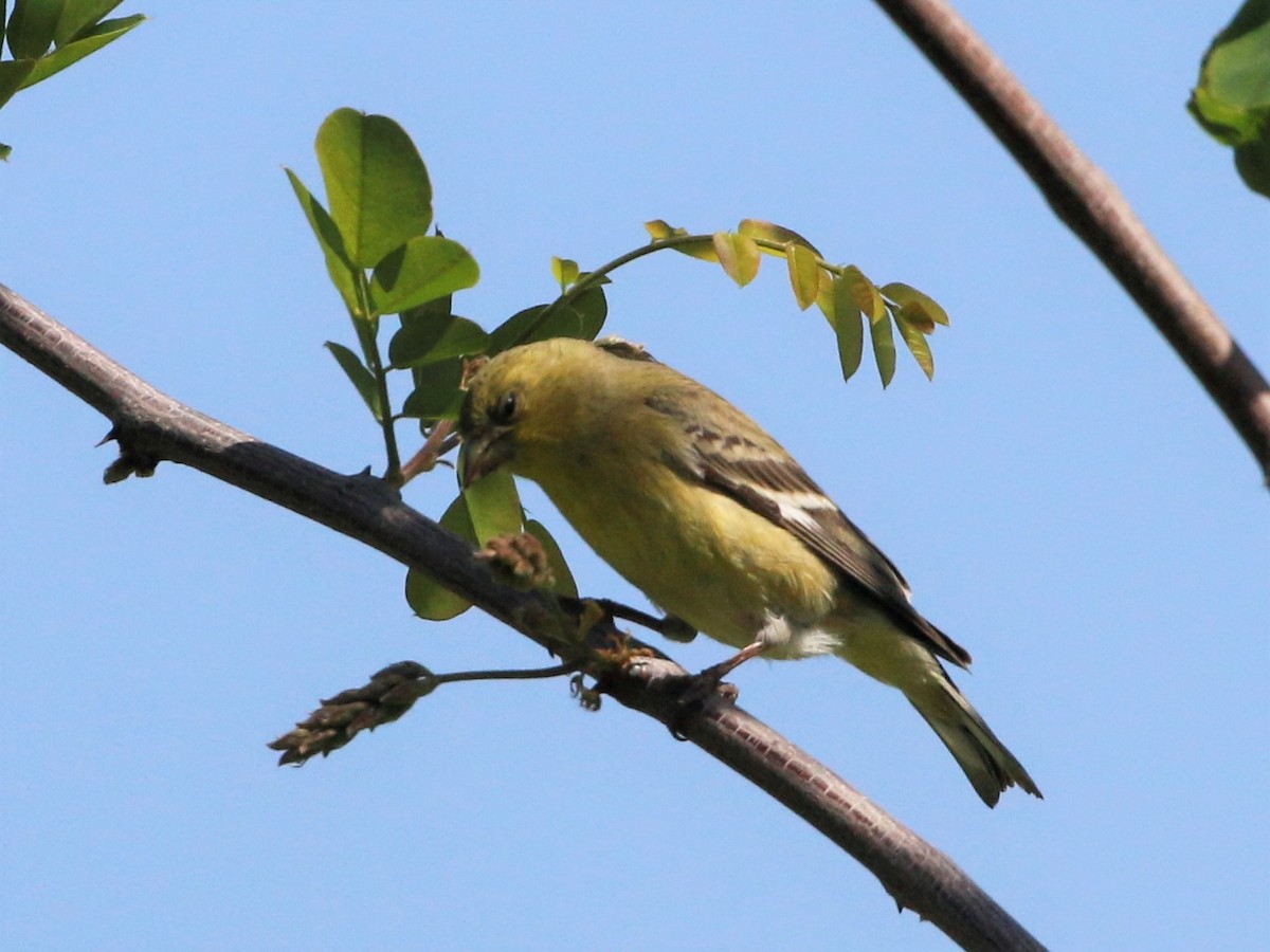 Lesser Goldfinch - ML427446711