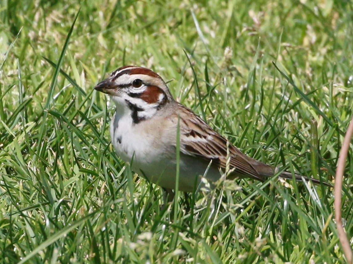 Lark Sparrow - Linda LeRoy