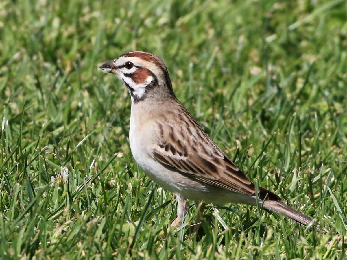 Lark Sparrow - ML427446951