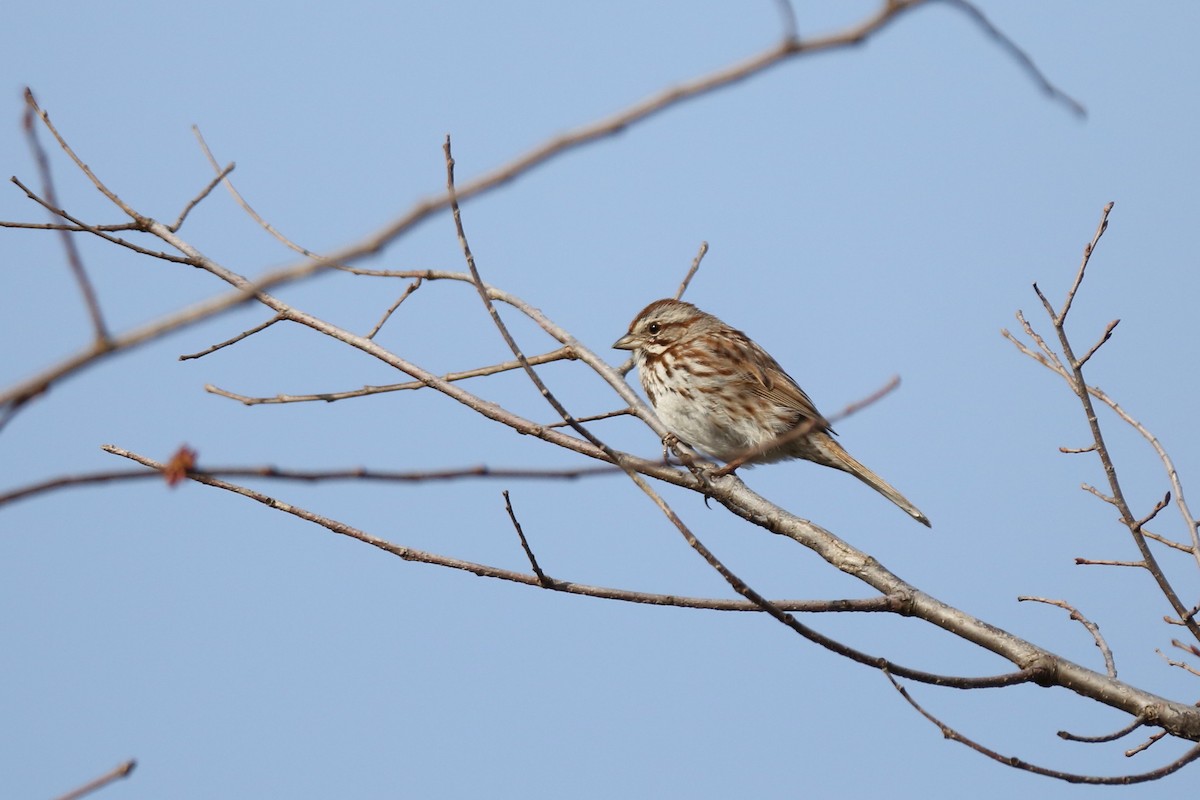 Song Sparrow - ML427447321