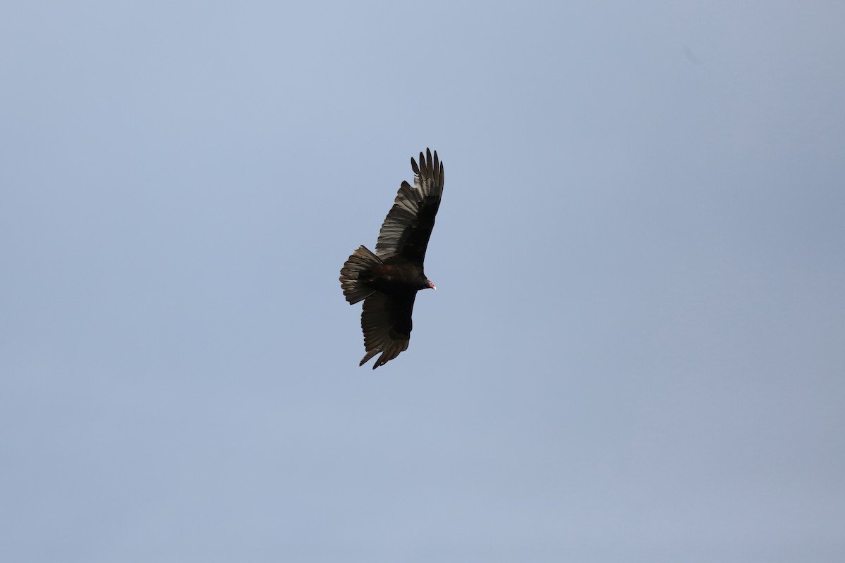 Turkey Vulture - ML427447471