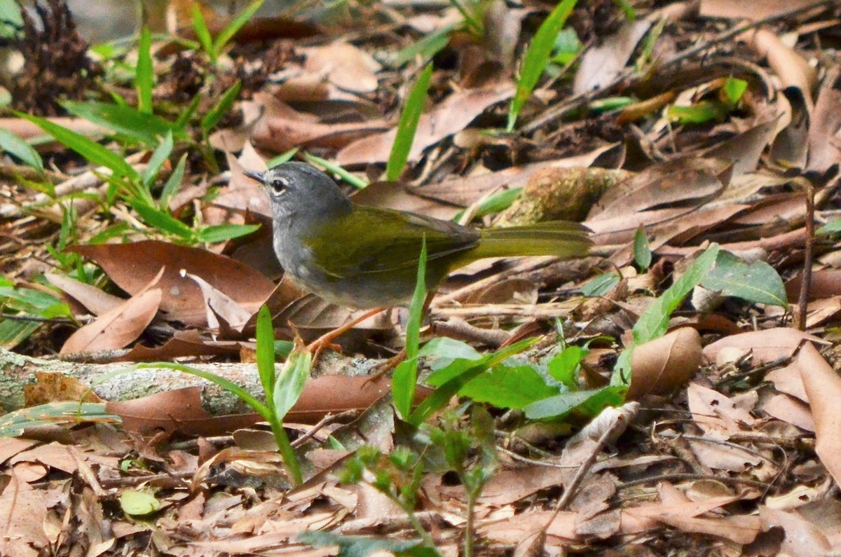 Olivflanken-Waldsänger - ML427447481