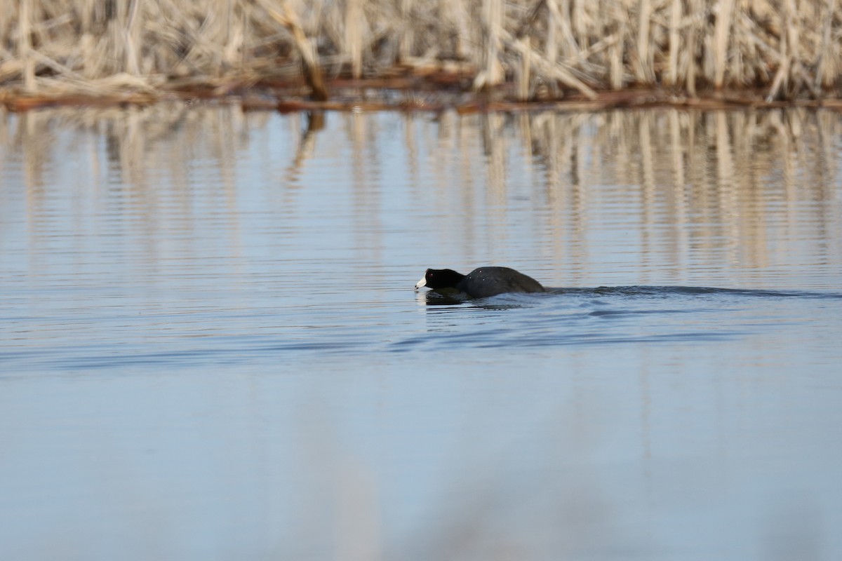 American Coot - ML427447631