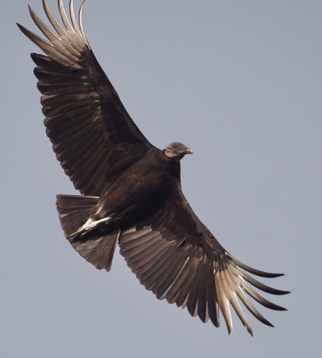 Black Vulture - Gautam Apte