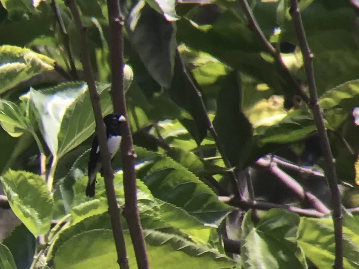 Black-and-white Seedeater - Gustavo Bautista @GUSBIRDING