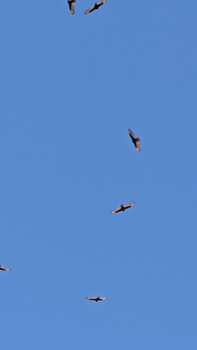 Turkey Vulture - ML427451361