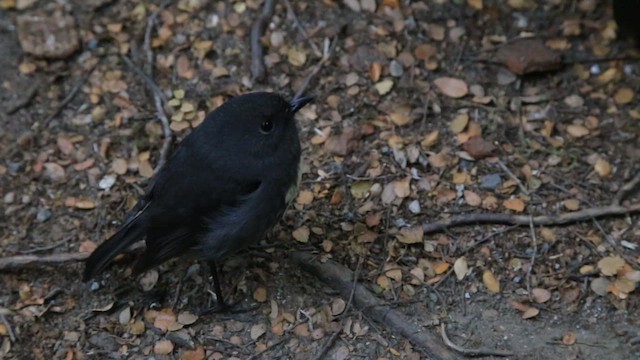 South Island Robin - ML427451761