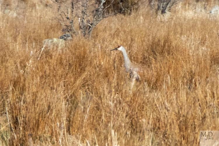Sandhill Crane - ML427453091
